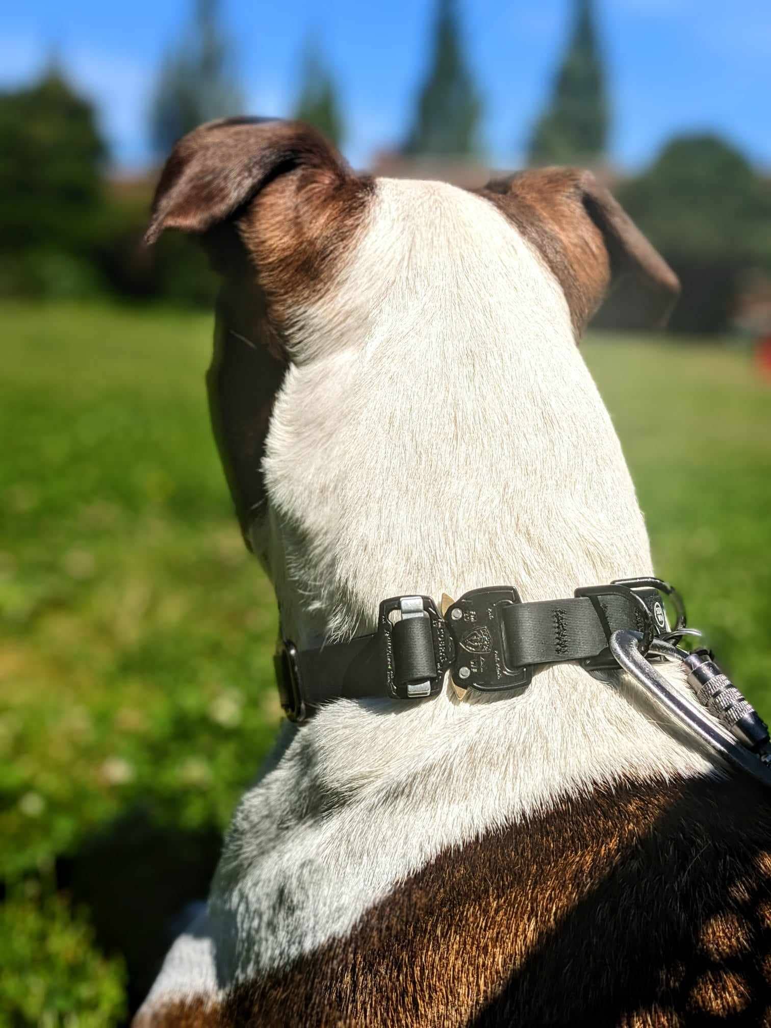 Hambos Pups - Wholesale Pet Collar - Dog - PNW Dry Collar Cobra Buckle0