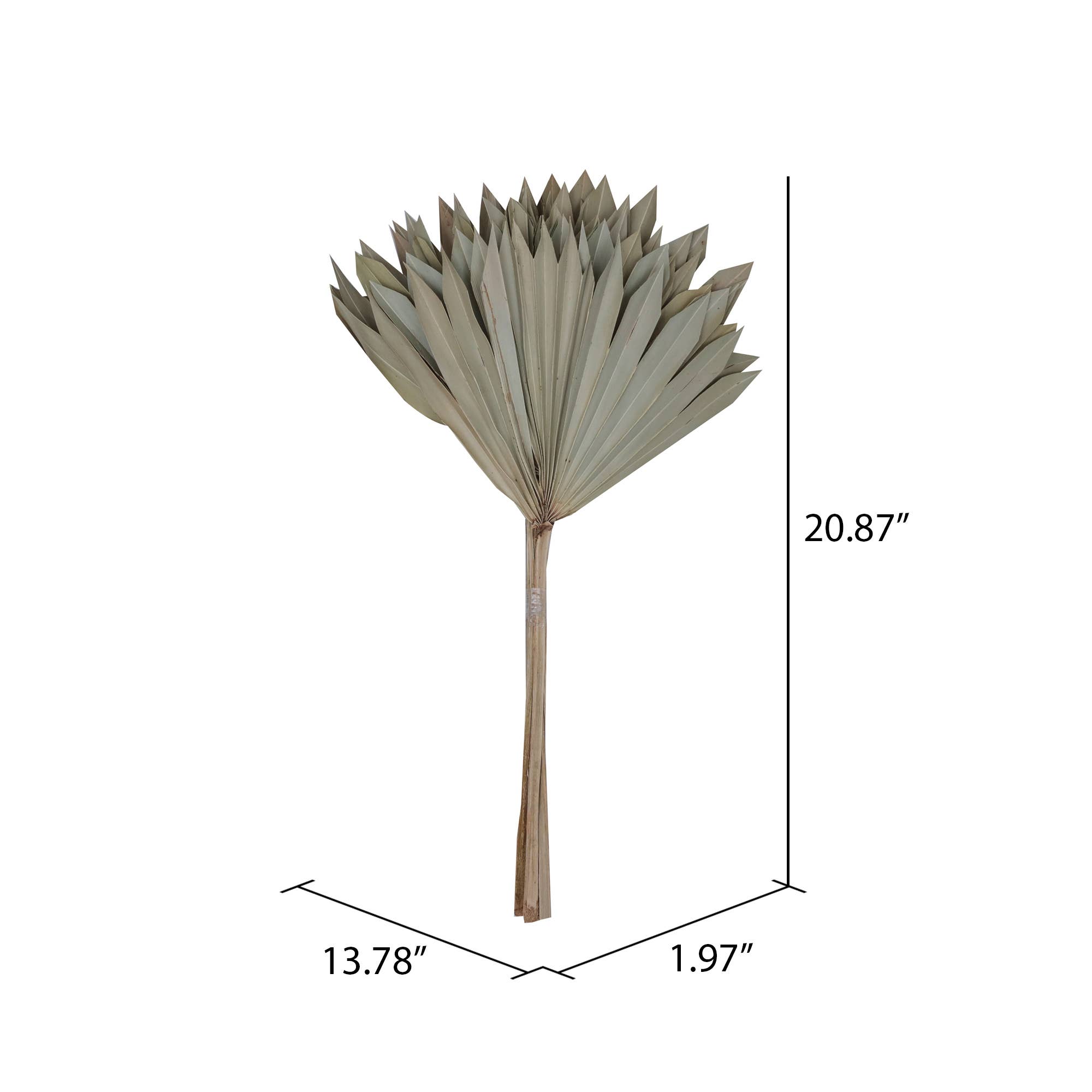 Vickerman 20" Natural Palm Sun Stem 12 Pcs/Bunch for wholesale on Faire1