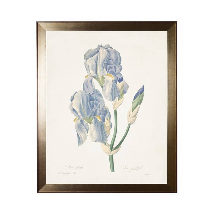 Iris Pallida for wholesale by Antique Curiosities Inc
