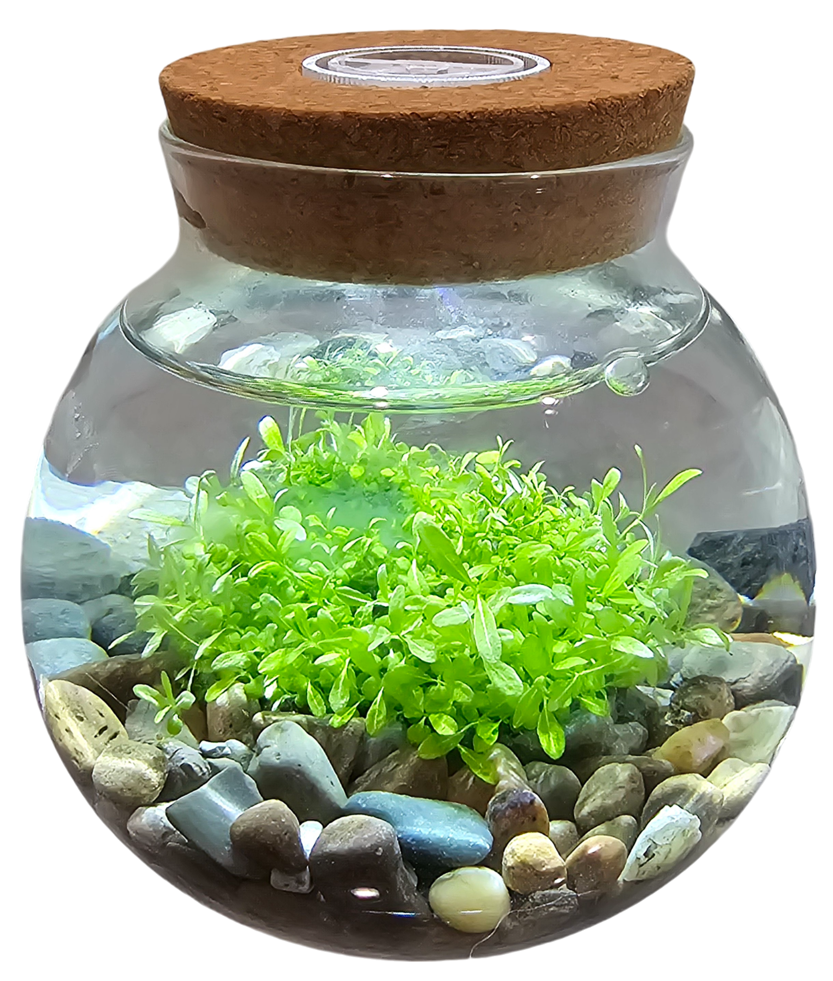 Silver Circle Products - Vente Terrariums - Kit de Semences Aquatiques WaterPlants Terrarium en Verre avec Lumière LED5