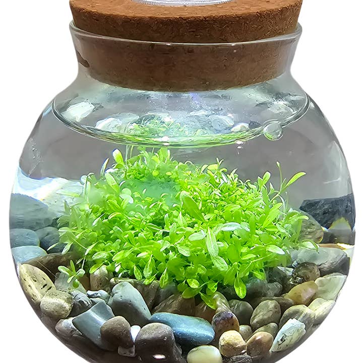 Silver Circle Products - Wholesale Terrarium - WaterPlants Aquatic Seed Kit Glass Terrarium with LED Light5
