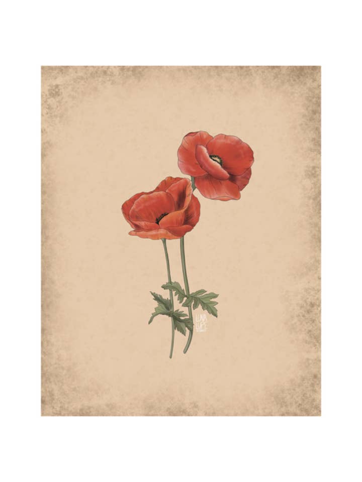 Red Poppy WildflowerArt Print for wholesale by Luna Lupe Studio