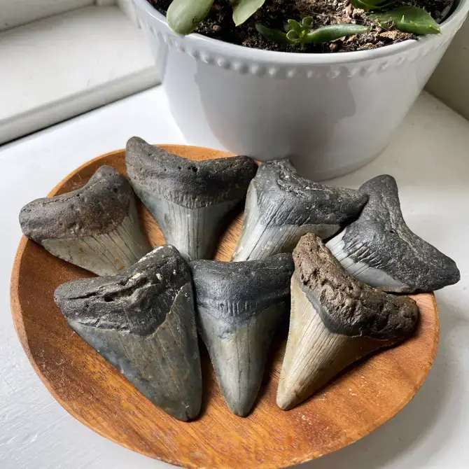 Sunburst Trading - Wholesale Decorative Tabletop Object - Fossilized Megalodon Tooth 8