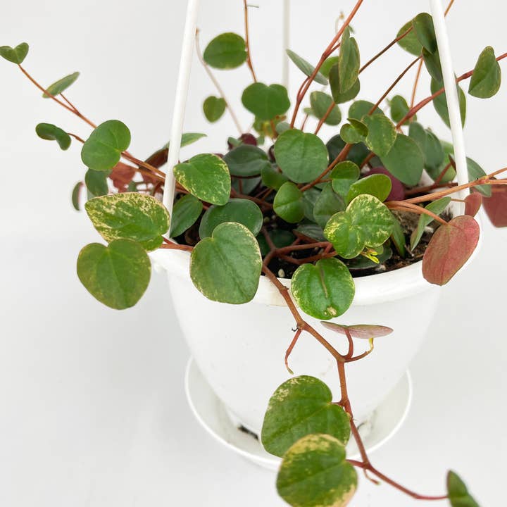 Bumble Plants - Wholesale Live Plant - Peperomia Ruby Cascade
