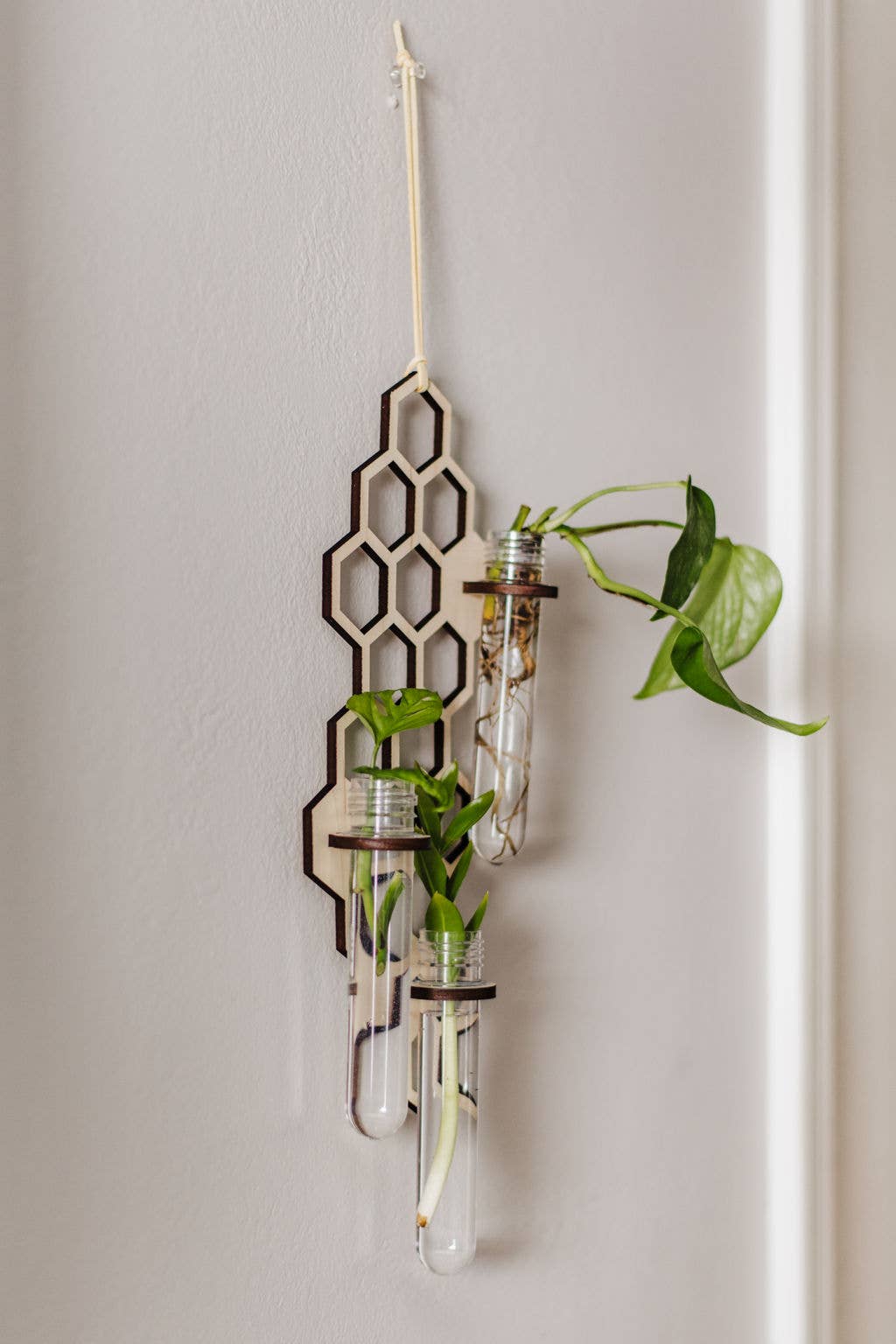 PlantsNsht - Wholesale Hanging Planter - 3 Tube Honeycomb Hanging Propagation Station1