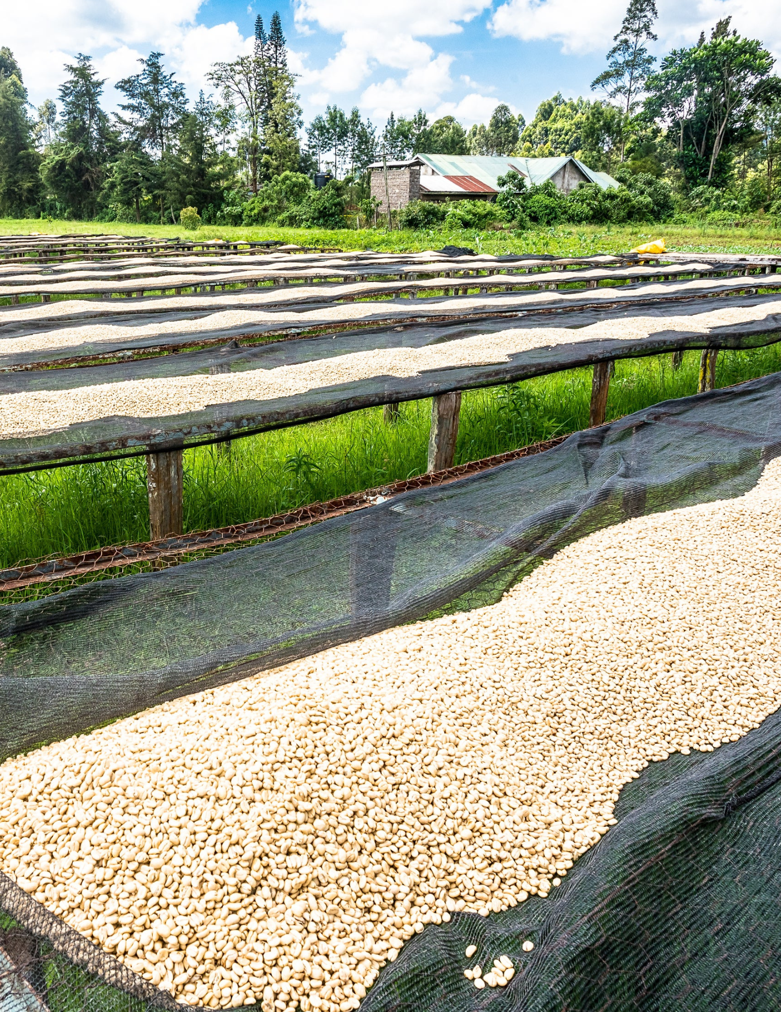 Gust Coffee Roaster - Wholesale Coffee Beans - Kenya - Ngandu AA 250G | filter roast2