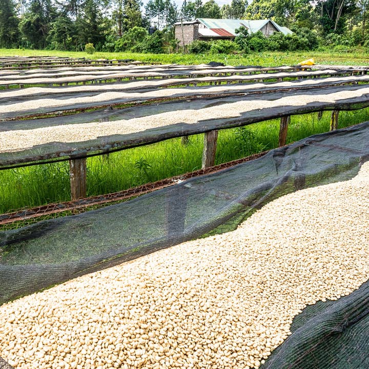 Gust Coffee Roaster - Wholesale Coffee Beans - Kenya - Ngandu AA 250G | filter roast2