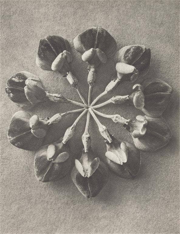 Found Image Press - Wholesale Postcard - Postcard PL-63 Crown Vetch Flower Umbrel0