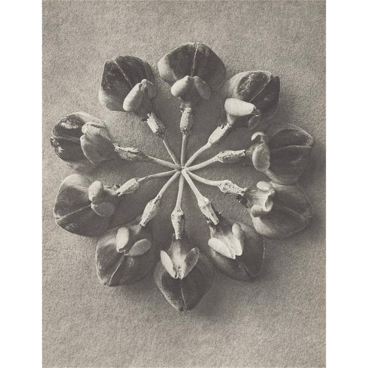 Found Image Press - Wholesale Postcard - Postcard PL-63 Crown Vetch Flower Umbrel