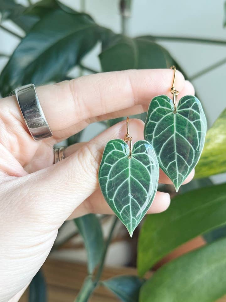 Anthurium Crystallinum for wholesale by The Butterfly Effect