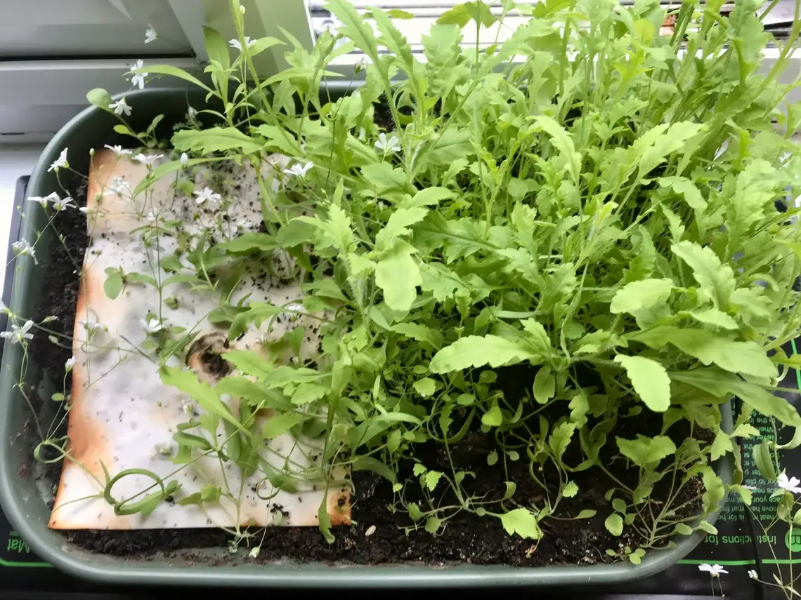 Erika's Whimsical Art – wholesale Birthday card – Plantable  Seed Paper Birthday Moth Card, Blank Inside 11