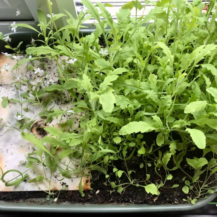 Erika's Whimsical Art – wholesale Birthday card – Plantable Seed Paper Birthday Moth Card, Blank Inside 11