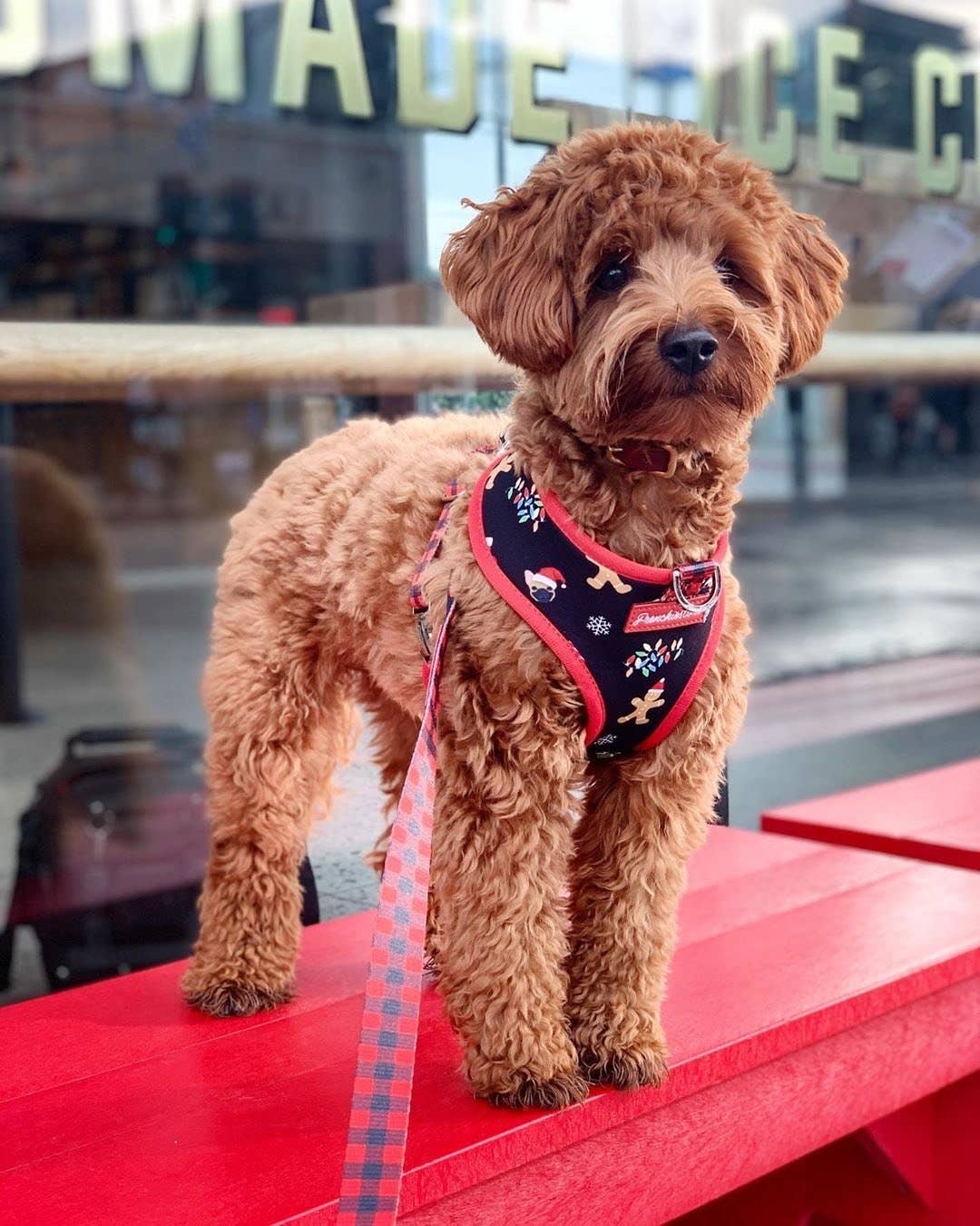 Frenchiestore - Wholesale Pet Leash - Dog - Dog Pet Luxury Leash | Red Buffalo Plaid3