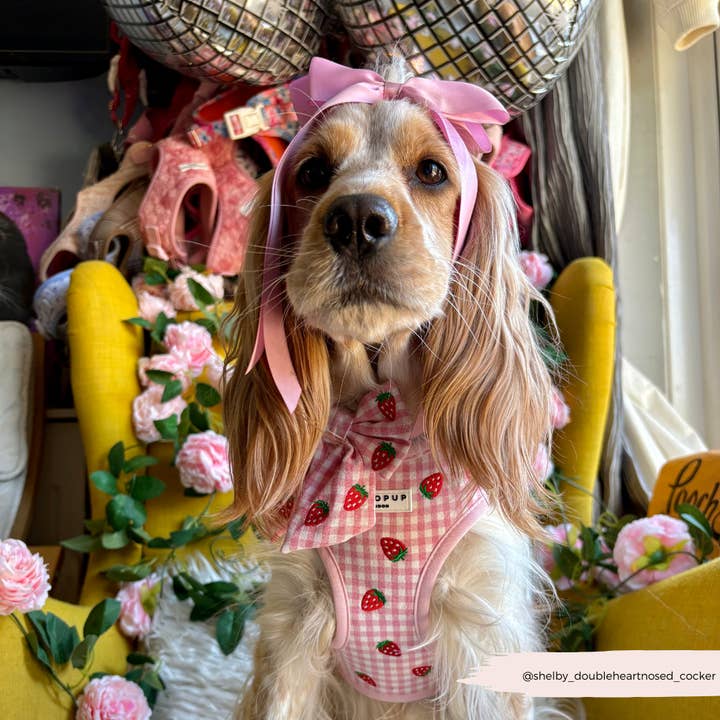 Cocopup London - Wholesale Pet Harness - Dog - Strawberry Picnic Pup Adjustable Neck HARNESS8