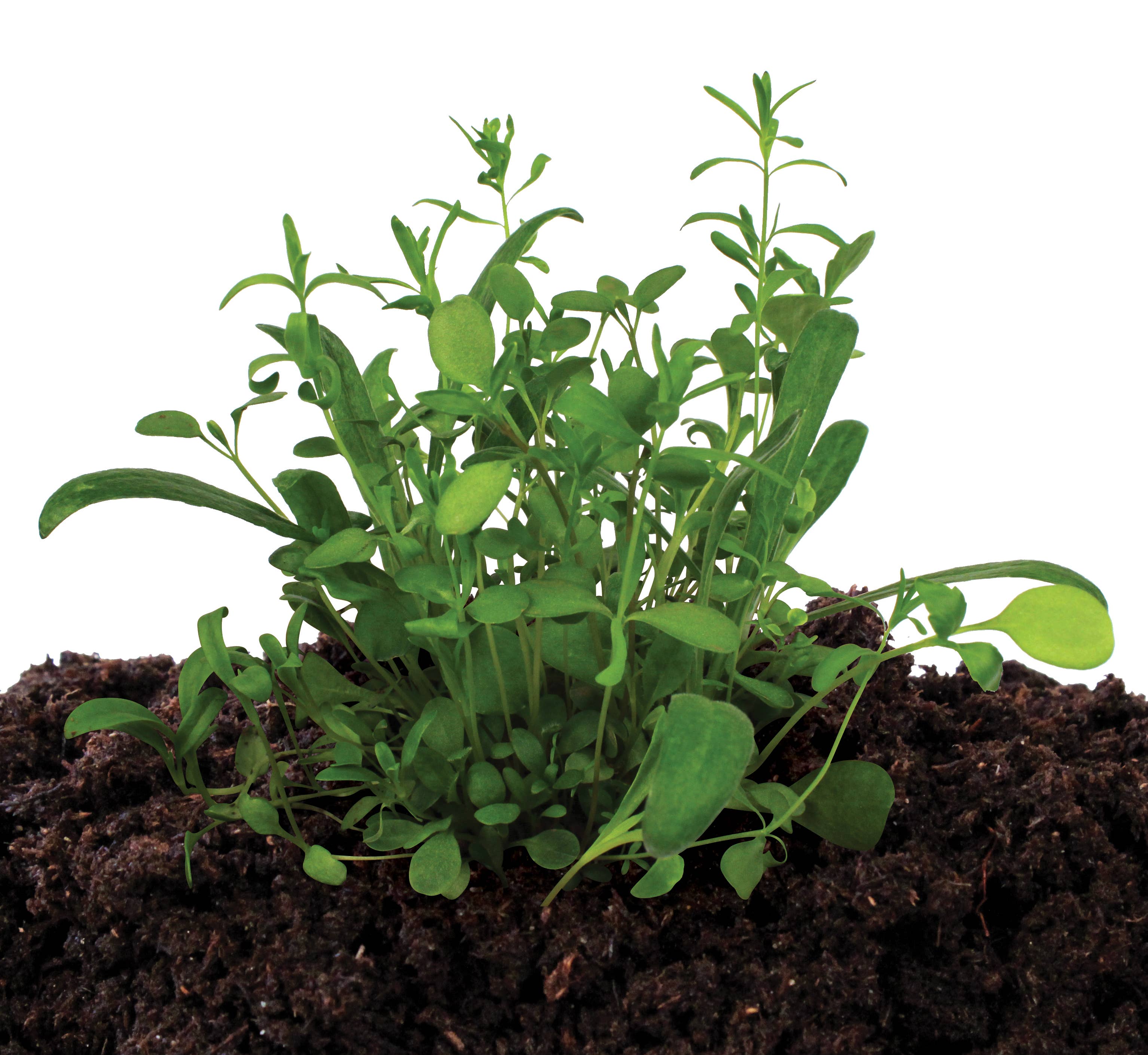 Silver Circle Products - Wholesale Plant Seeds - Cottage Garden Seed Stones3