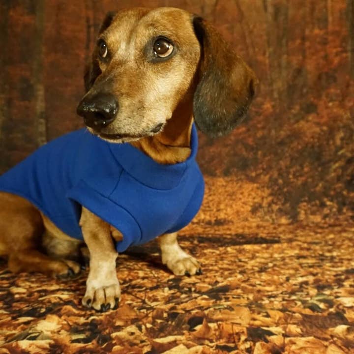 Royal Blue Königsblauer Fleece-Pullover für Dackel for wholesale on Faire4