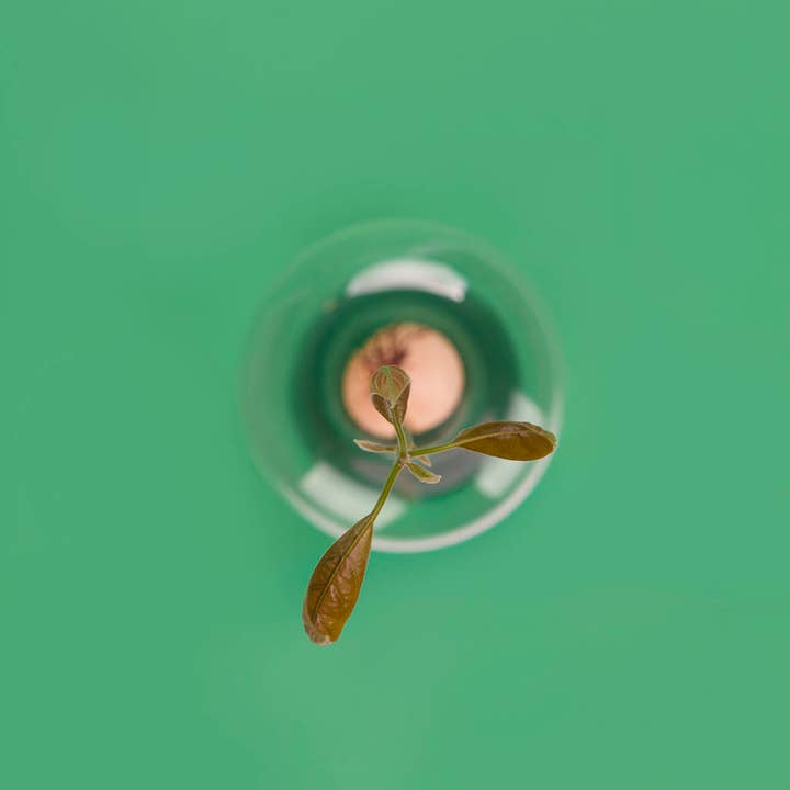 Balvi - Wholesale Vase - Avocado cultivator, Avocado Vase, green, glass1