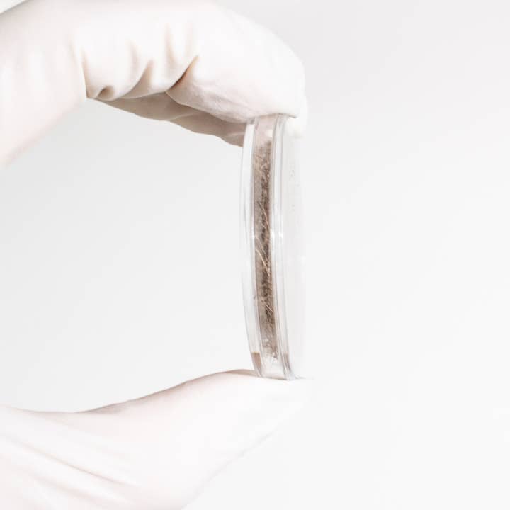 Stemcell Science Shop - Wholesale Hair Clip - Women's - Woolly Mammoth Hair