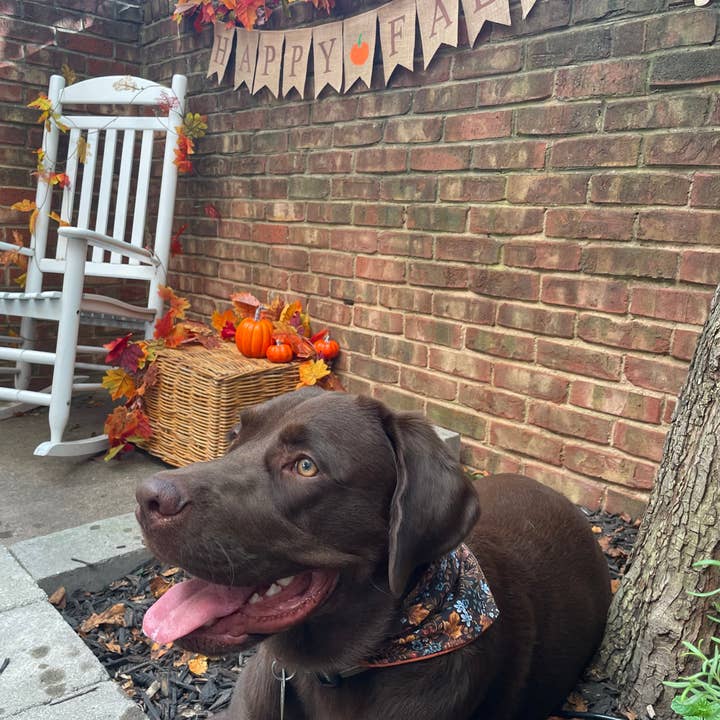 Franklin + Co. - Vente Bandana – chien - Charles - Bandana pour chien Scrunchie à carreaux avec feuillage d'automne brun et orange
