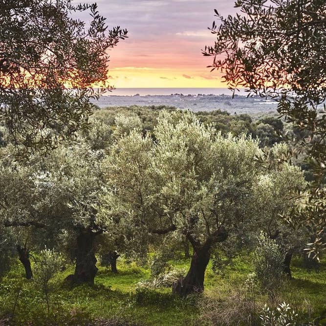 JC Olivenöl - Wholesale Olive Oil - JC Olive Oil - 5 Liter Canister - Organic Extra Virgin Olive Oil3