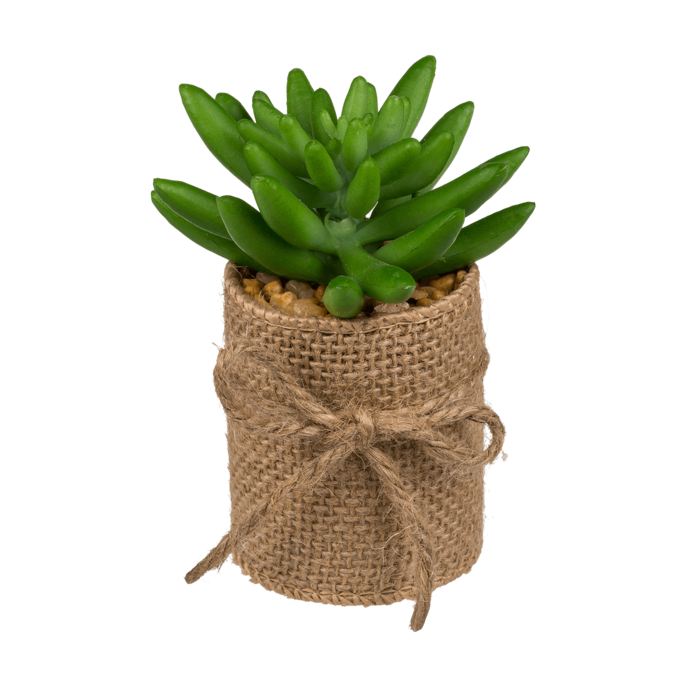 Out of the blue KG - Wholesale Succulent - Decoration Succulents in pot with jute fabric,2