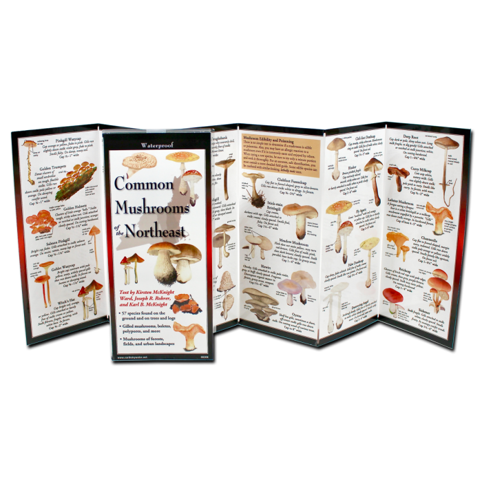 Earth Sky + Water - Wholesale Nature & Outdoors Book - Common Mushrooms of the Northeast1