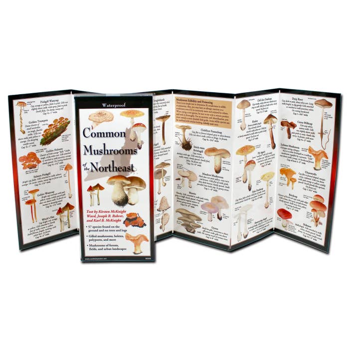 Earth Sky + Water - Wholesale Nature & Outdoors Book - Common Mushrooms of the Northeast1