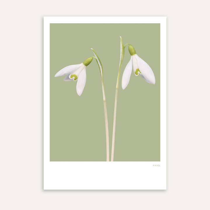 Winter Crush - SnowDrop 08, Cartolina per la vendita all'ingrosso da parte di Rijkvol