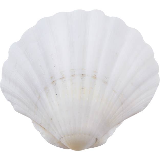 Irish Deep Scallop 4" & Up for wholesale by HS Seashells
