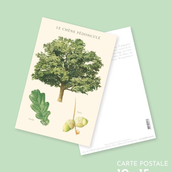 Pedunculated oak - Postcard for wholesale by Longue-vue