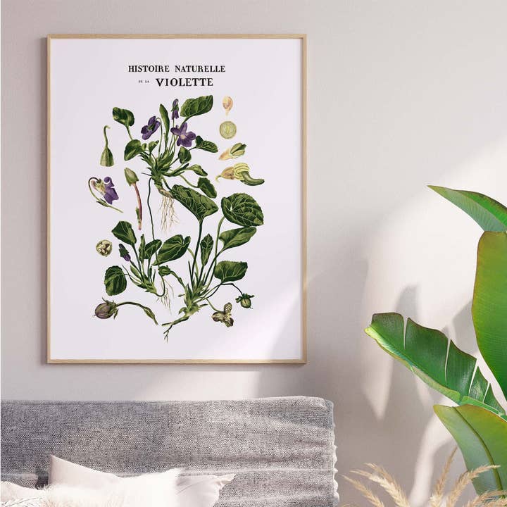 Naturgeschichte des Veilchens für den Großhandel von Maison Chapal