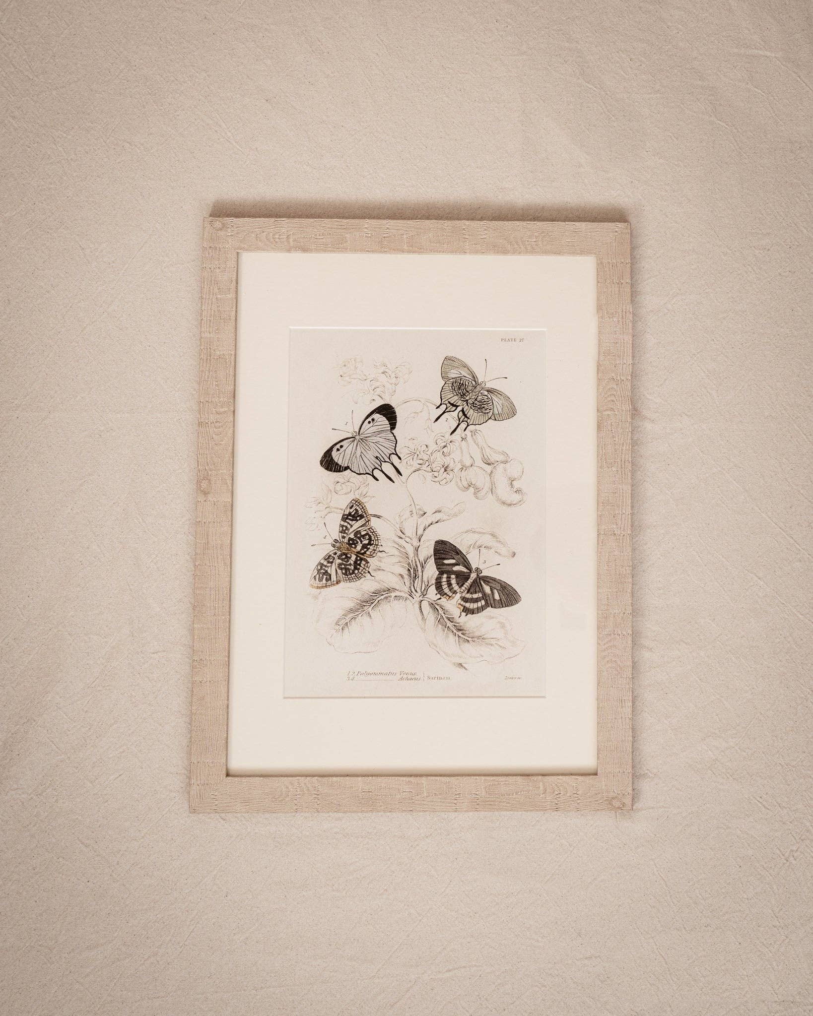 Coultura - Wholesale Gallery Wall Set - Framed Set of Four Vintage Butterfly Art Prints 01 (Sand Frame Collection)4