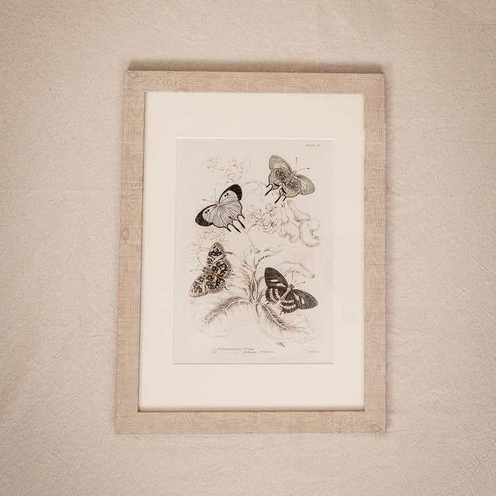Coultura - Wholesale Gallery Wall Set - Framed Set of Four Vintage Butterfly Art Prints 01 (Sand Frame Collection)4