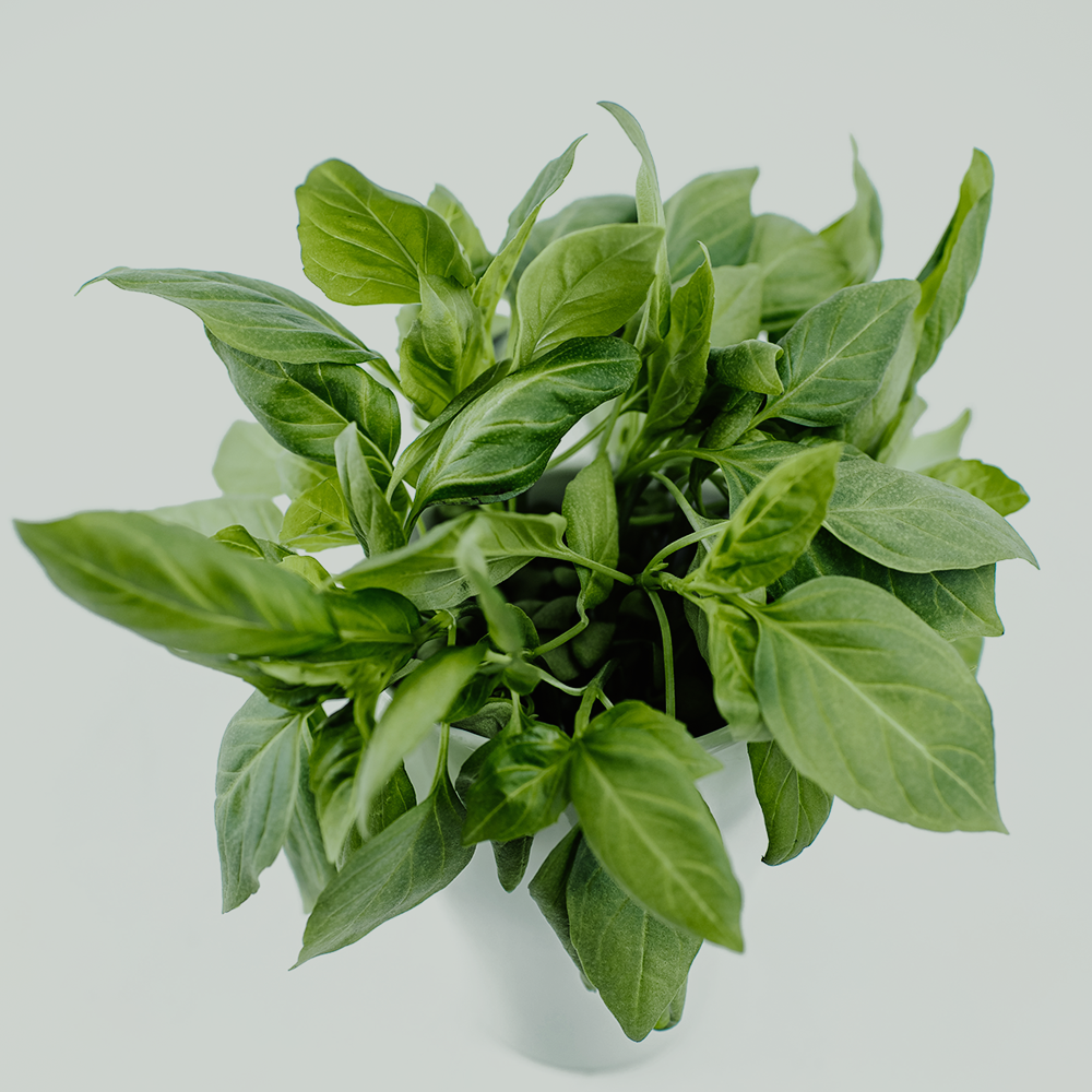 BerlinGreen - Wholesale Plant Seeds - Thai basil0