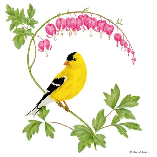 Single Flour Sack Towels U34-515 Goldfinch for wholesale by Alice's Cottage