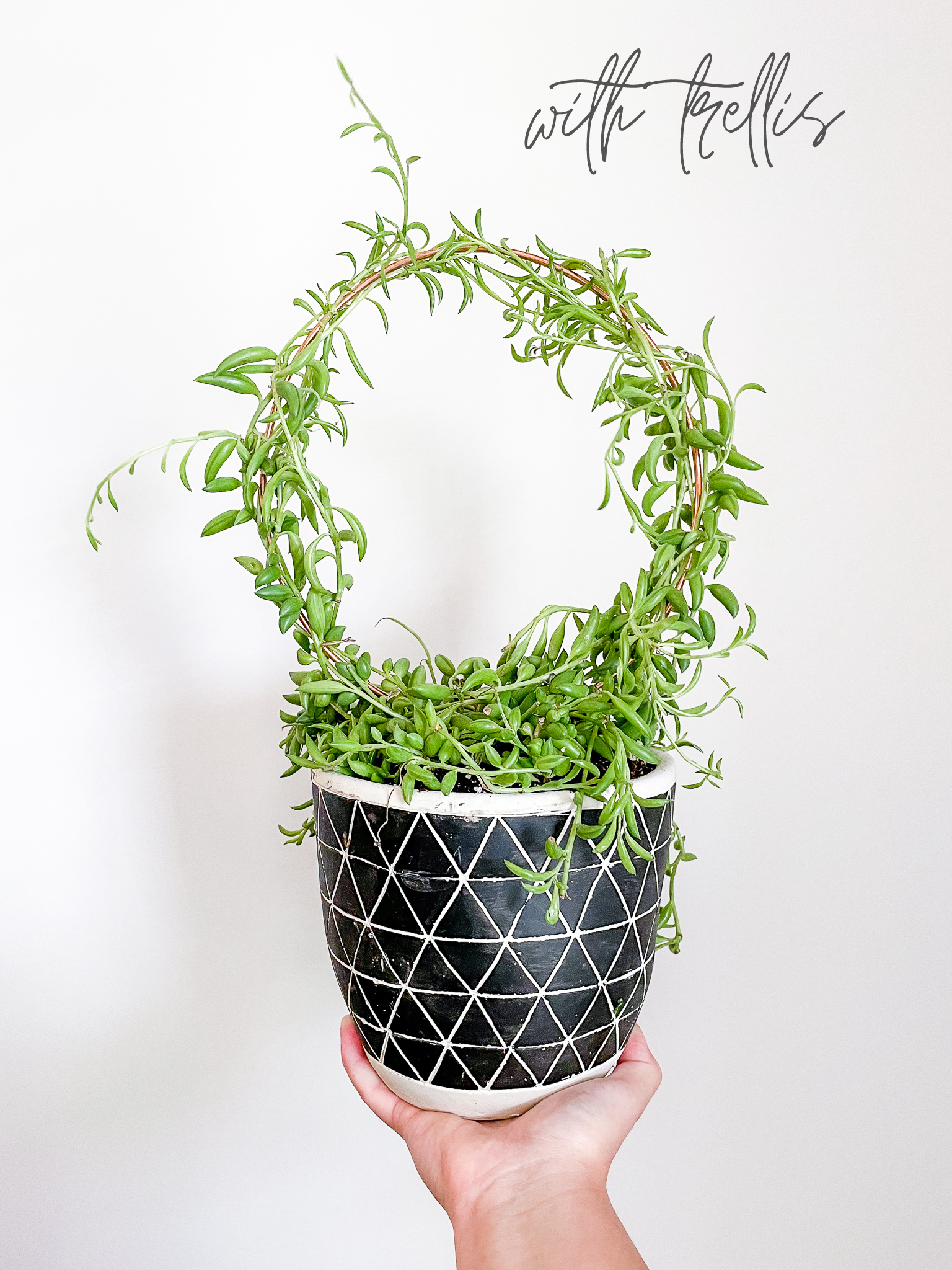 Above The Soil - Vente Treillis - Treillis pour plantes Copper Endless Circle - 3 tailles !3