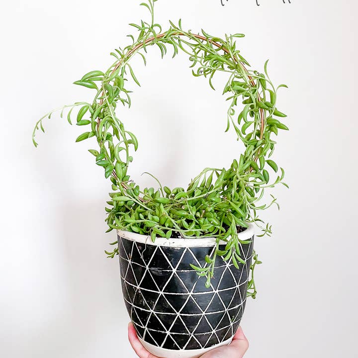 Above The Soil - Wholesale Trellis - Copper Endless Circle Plant Trellis - 3 Sizes!3