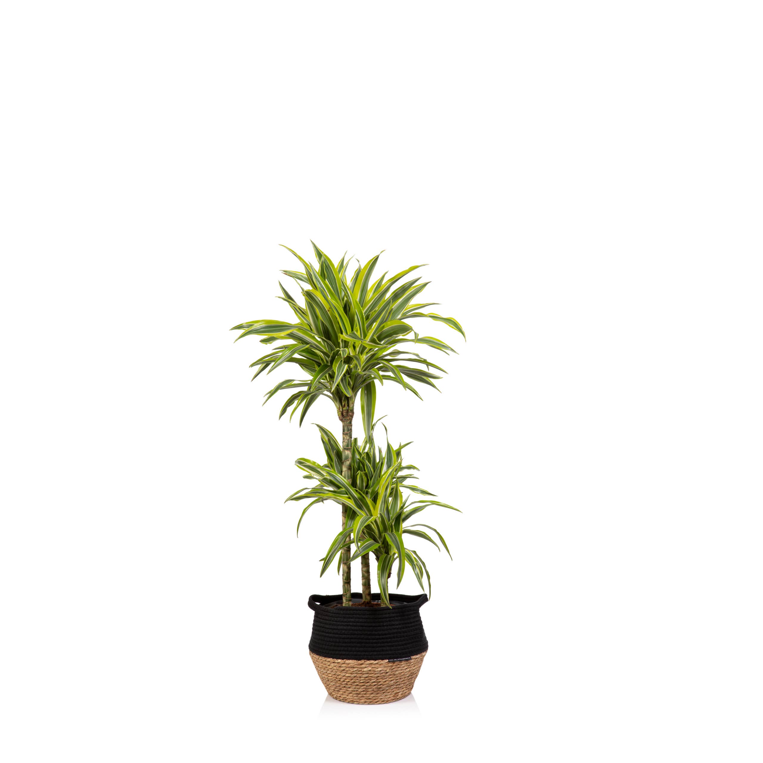 The Little Botanical – wholesale Live plant – Dracaena Deremensis (Lemon Lime)16