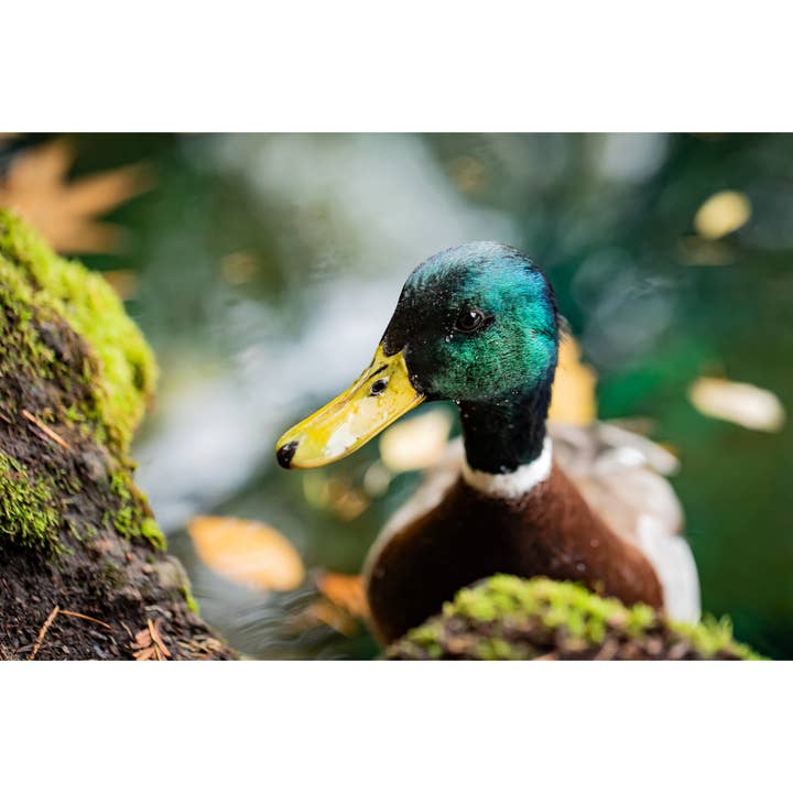 Andrea Morris Art - Wholesale Everyday Greeting Card - "Lunchtime Companions" Nature Photo Greeting Card1
