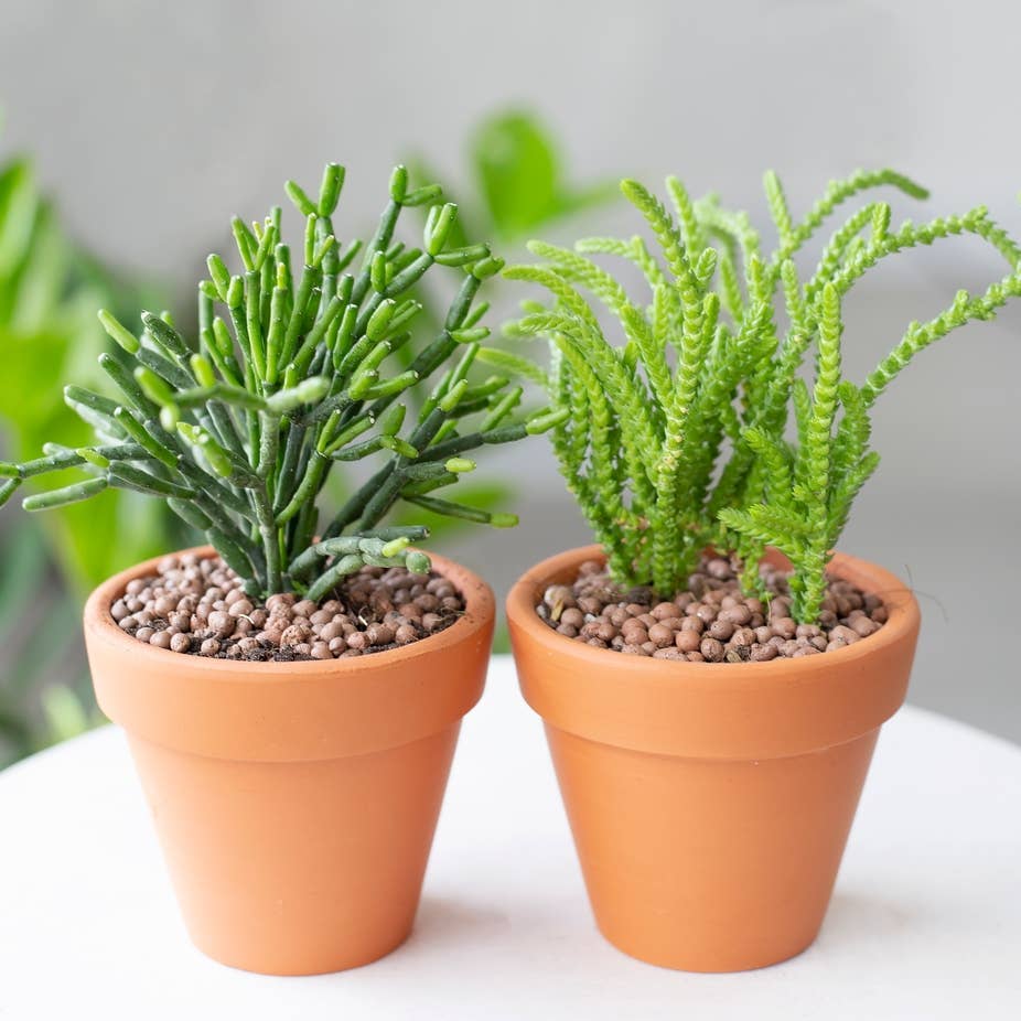 Best Plant Friend - Wholesale Plant Pot - Terracotta Plant Pot 2 inch, Small Clay Pot with Drainage1