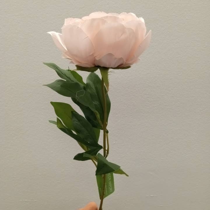 FL13033 PEONY,28.5in-24P/192/11.8' for wholesale by Green Import Limited