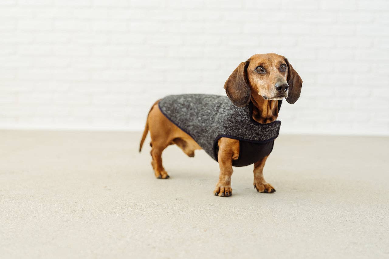 Grey black rim Dachshund coat Pissarro for wholesale on Faire5