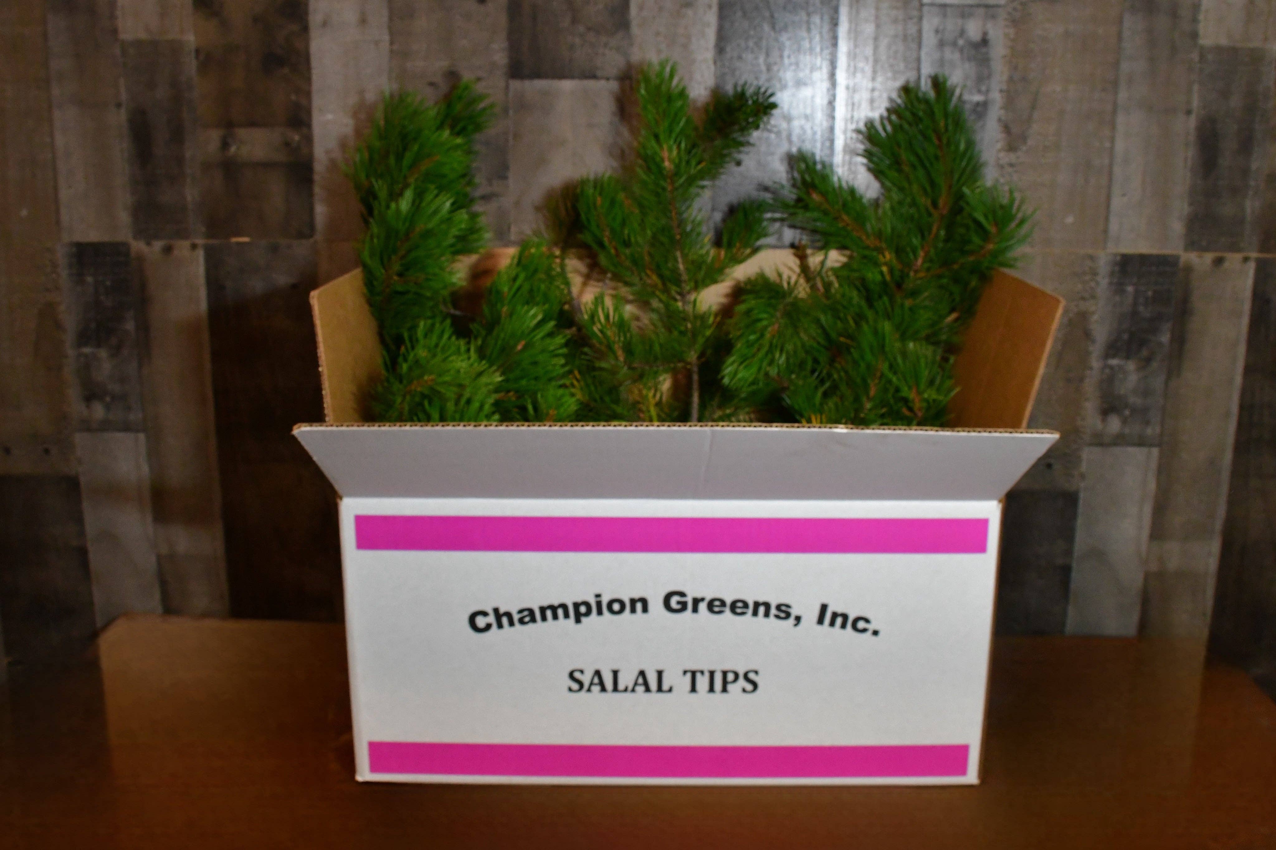 Champion Greens Forest farm - Wholesale Artificial Plant - shore Needle Pine – 25 lb Box1