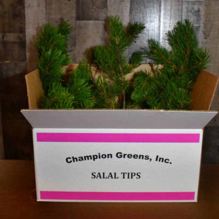 Champion Greens Forest farm - Wholesale Artificial Plant - shore Needle Pine – 25 lb Box1