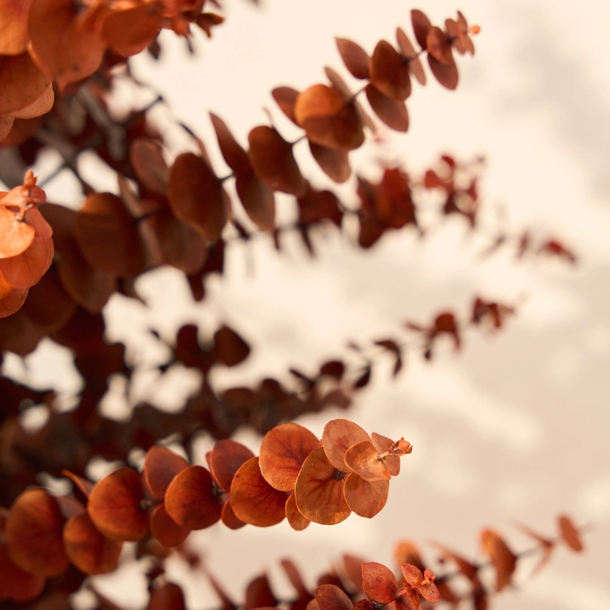 Maia Shop - Venta al por mayor Plantas artificiales - Árbol Eucalipto Preservado Baby8