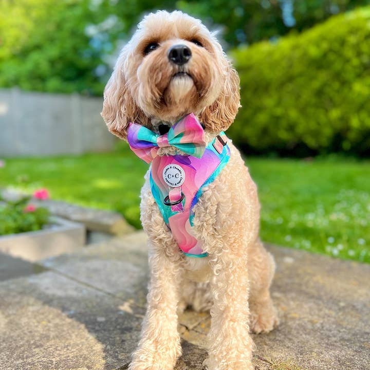 Cookie and Chewkie – Engroshandel Kæledyrsbutterfly – Hund – Sløjfe - 'Vindens farver'