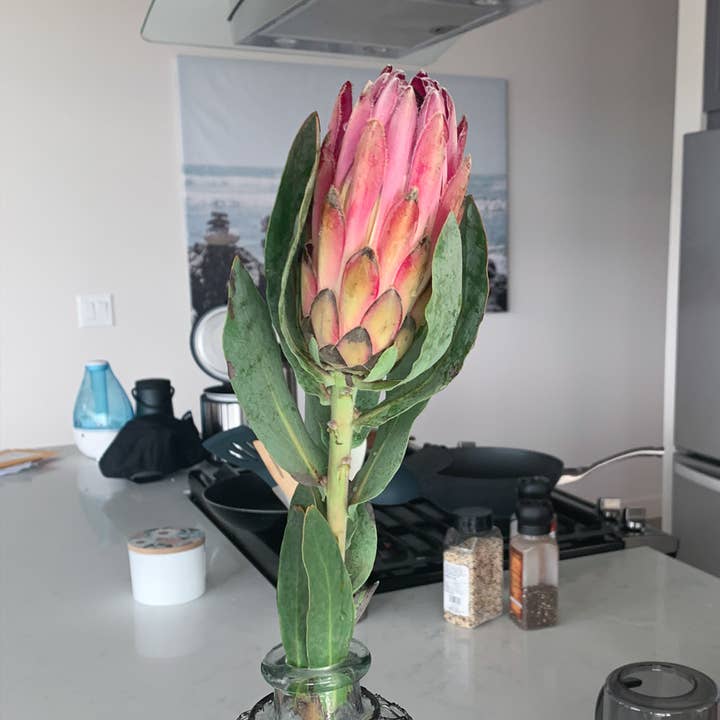 Self-Care Shower - Wholesale Artificial Flowers - King Protea Flower Fresh Cut Pink, SAN DIEGO GROWN Rare Find