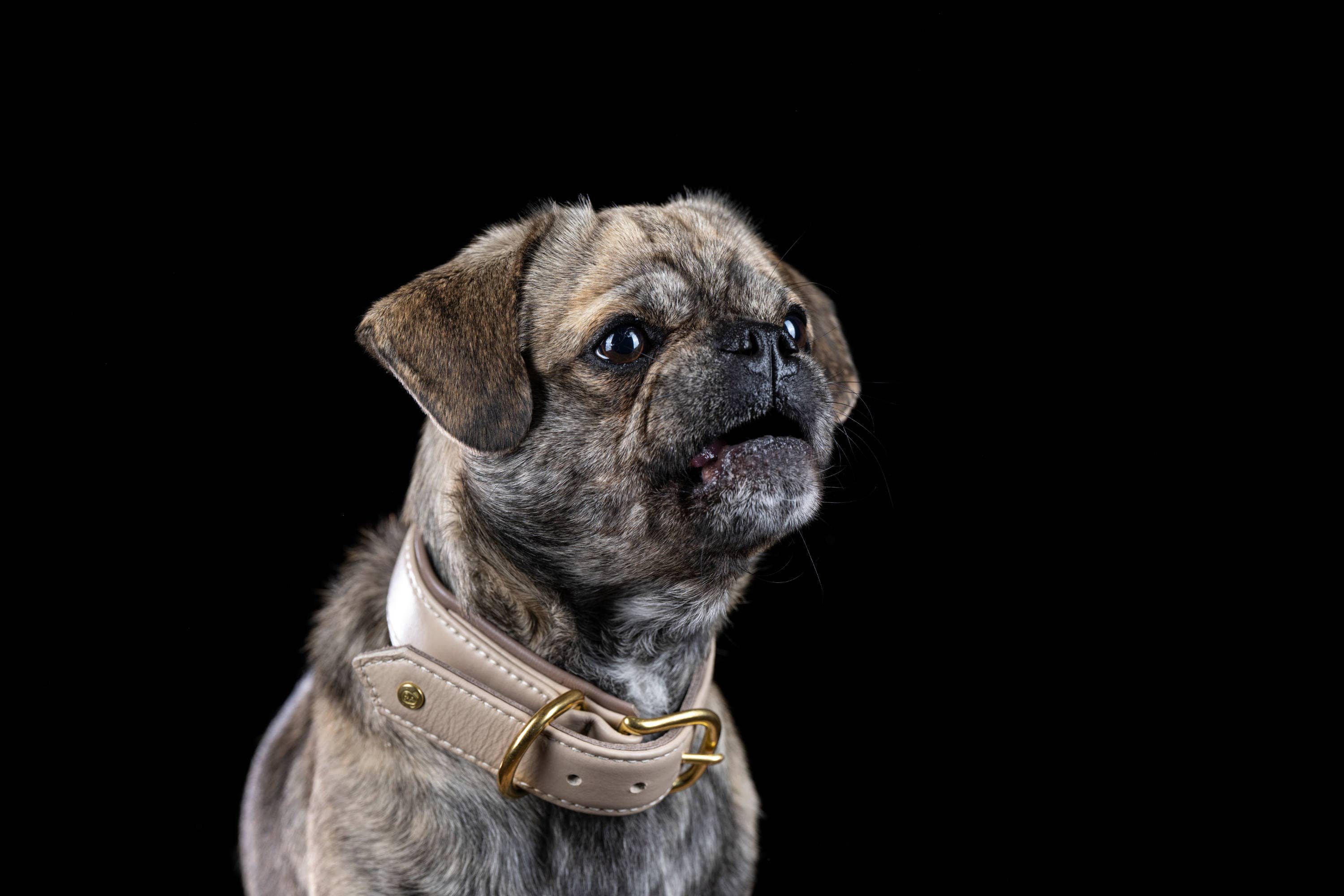 IVORY AMICI Dog Collar for wholesale on Faire1