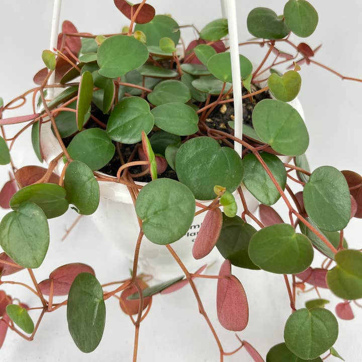 Bumble Plants - Wholesale Live Plant - Peperomia Ruby Cascade