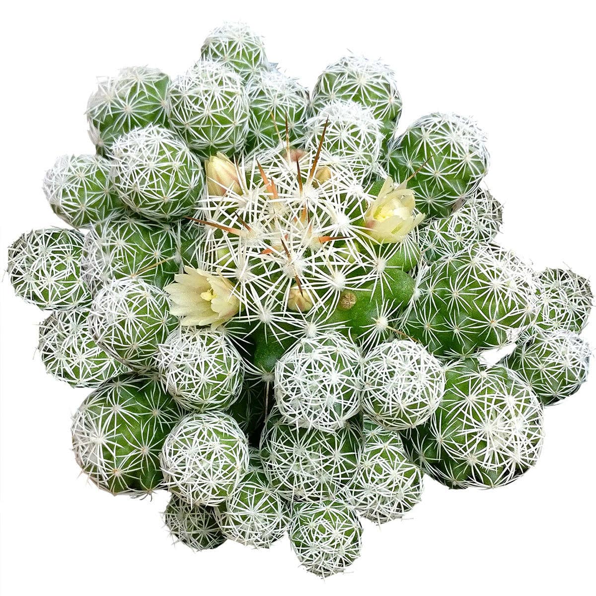 Best Plant Friend - Vente Plante - Thimble Mammillaria Cactus - Cactus vivant en pot de 2/4"7
